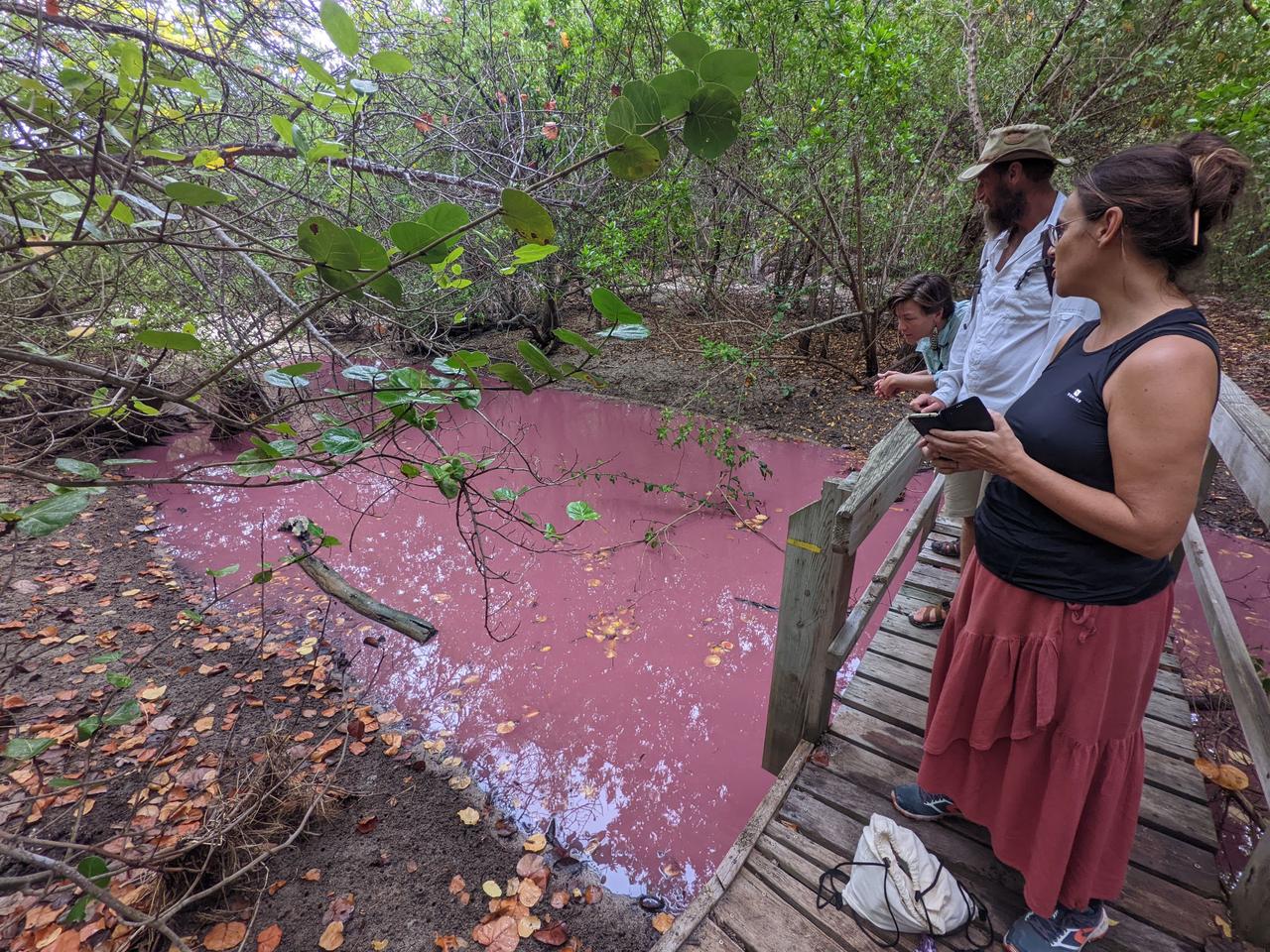 /images/2021-12-23-pink-mangrove.jpg