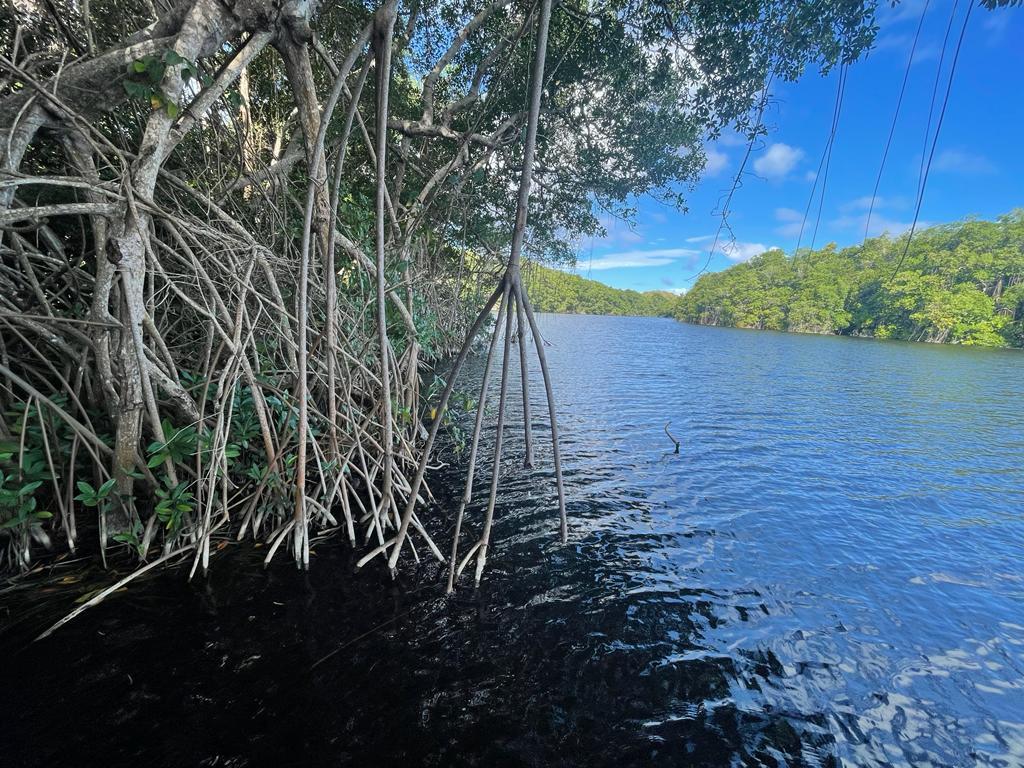 /images/2022-02-06-mangroves.jpg